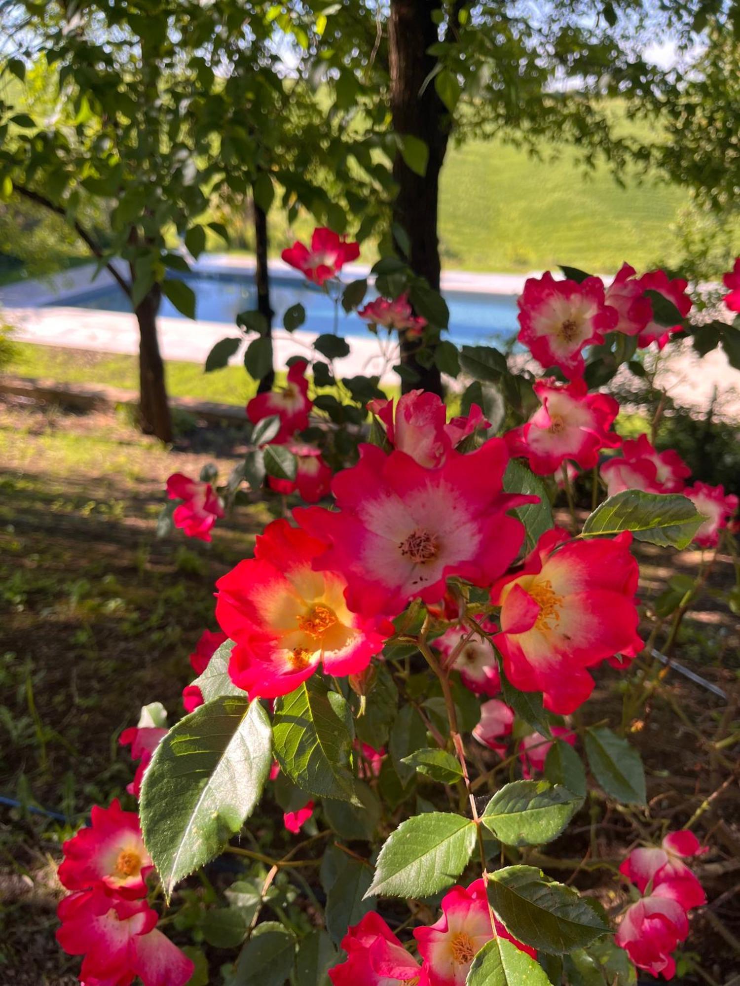 Agriturismo San Fabio 카스텔누오보베라덴가 외부 사진